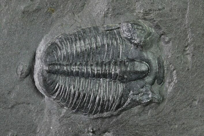 Elrathia Trilobite Molt Fossil - House Range - Utah #139613